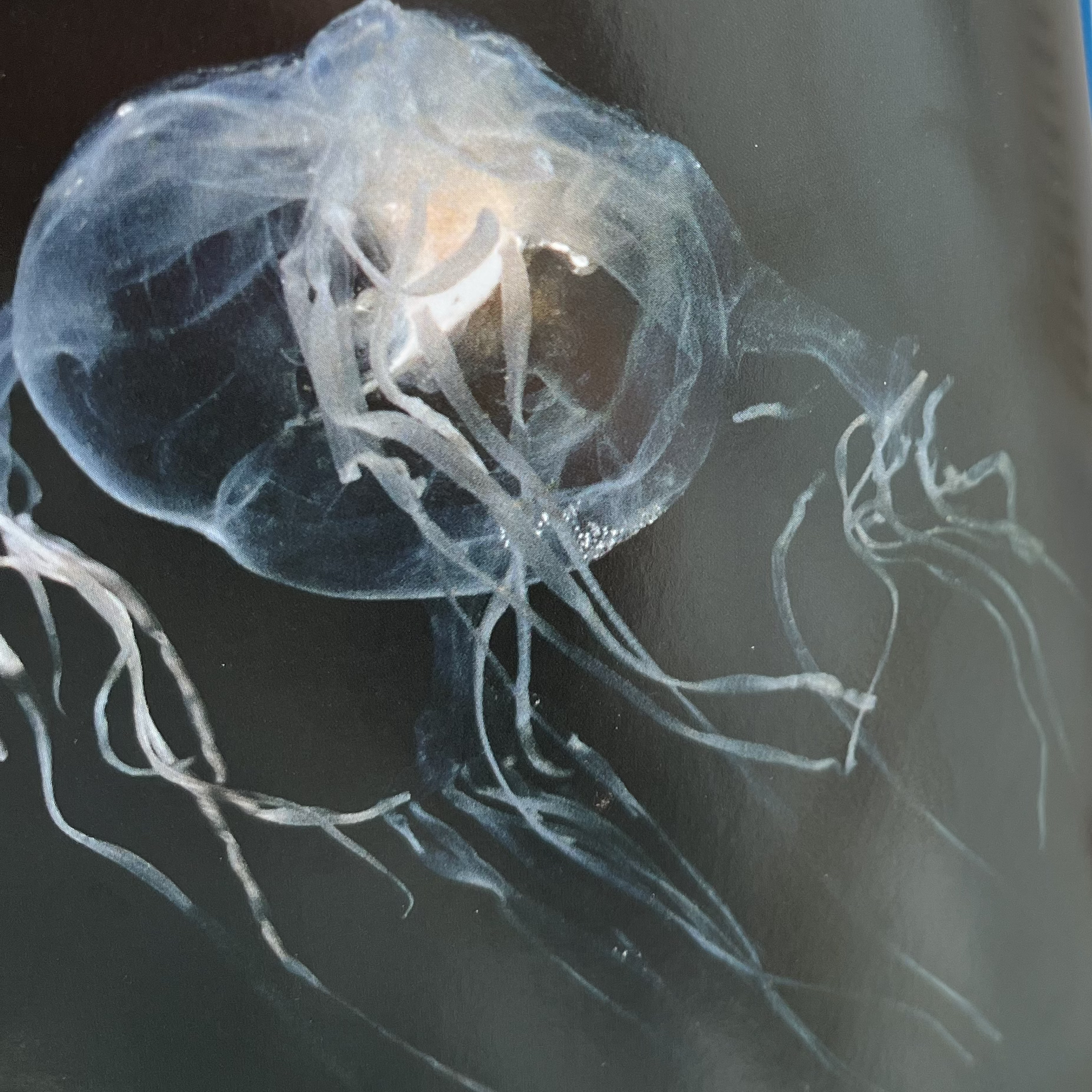 A photo of a jellyfish